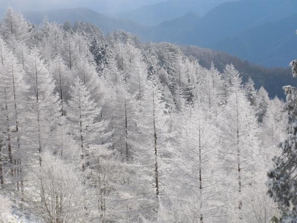 雪の樹林